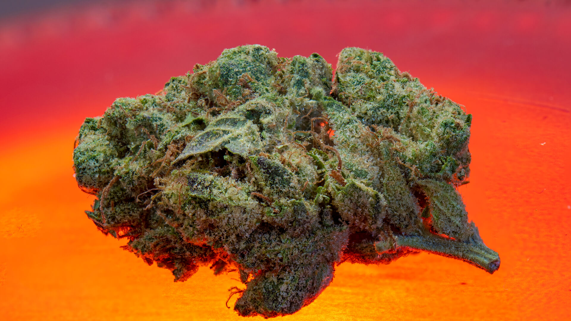 8 Highest THC Strains Buy weed online in Europe